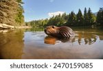 aquatic mammal animal concept with water and trees background of a Beaver - Castor canadensis - large rodent found in North America