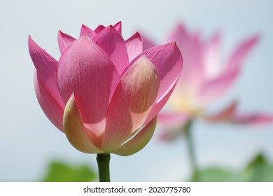 Aquatic plant, big, beautiful, pink flower