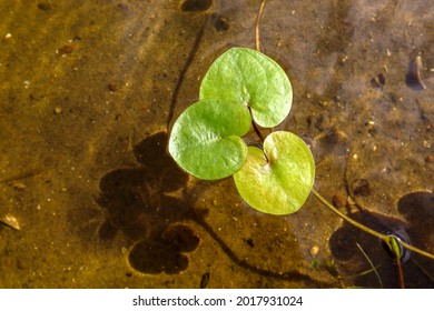 The Aquatic Plant Hydrocharis Morsus-ranae Floats On The Surface Of Clear River Water, Close Up