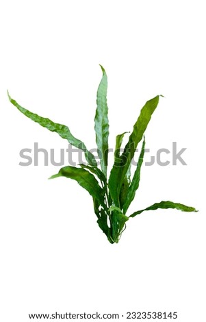 Aquatic plant java fern (microsorum pteropus – narrow) isolated on white background with clipping path