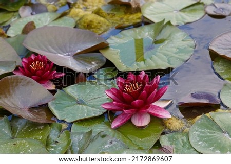 Aquatic plant. Nymphaea hybride Almost Black. Dark burgundy lotus flower, water lily in water, outdoors  
