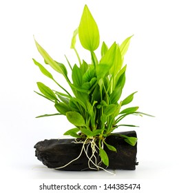 Aquatic Plant On A White Background