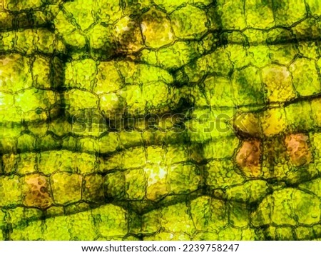 aquatic plant (Vallisneria gigantea) under the microscope showing chloroplasts and cell walls - optical microscope x400 magnification