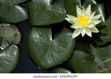 AQUATIC PLANT WATER LILY, WITH YELLOW LOTUS FLOWER - Powered by Shutterstock