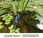 Aquatic plants.  The background is water and green leaves.