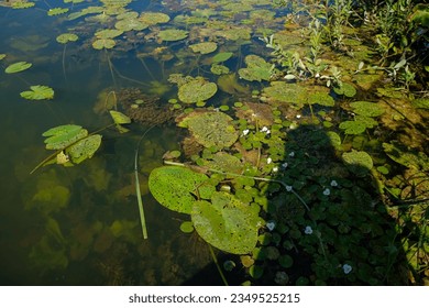 Aquatic plants. Freshwater algae background. Photographer's shadow. Ecological concept. Blur under water.