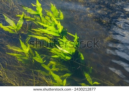 Aquatic plants. Freshwater algae background. Photographer's shadow. Ecological concept. Blur under water.