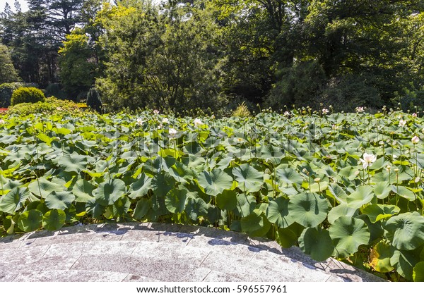 Aquatic Plants Genus Nelumbo Gardens Villa Stock Photo Edit Now