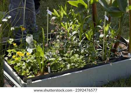 Aquatic plants and herbs in wooden and metal cases in spring, sunlight