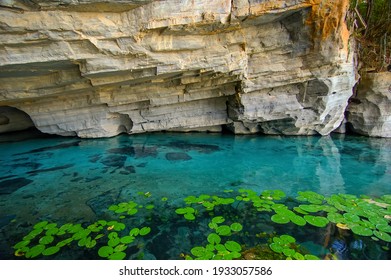 Aquatic plants and rock in the Pratinha River, Iraquara, BA, Brazil on June 8, 2007. The river is a true aquatic paradise with flooded caves and natural pools.