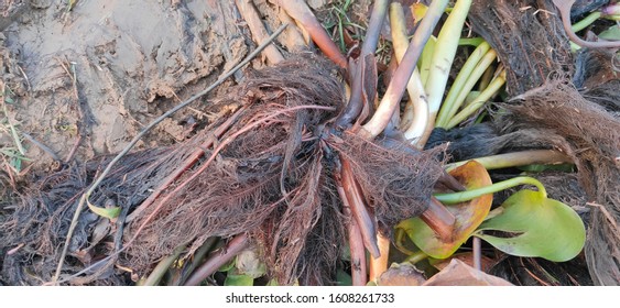 Aquatic Root Of Water Hyacinth