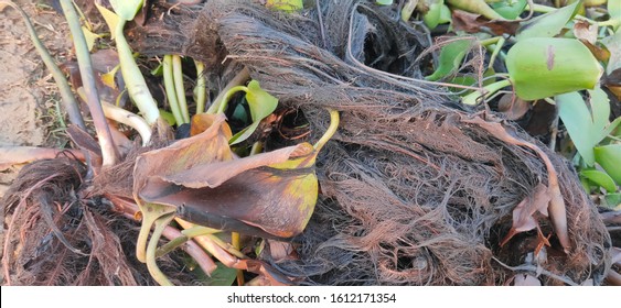 Aquatic Root Of Water Hyacinth