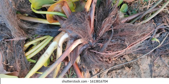 Aquatic Root Of Water Hyacinth