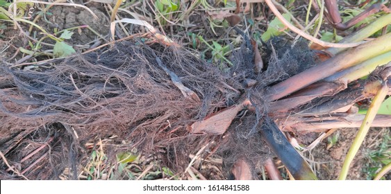 Aquatic Root Of Water Hyacinth