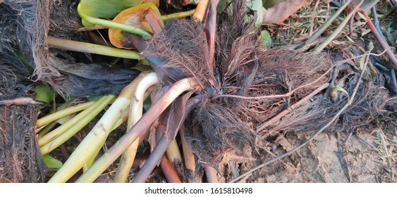 Aquatic Root Of Water Hyacinth