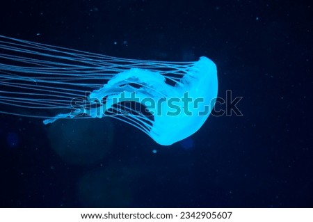 aquatic sea jelly wildlife. marine animal in seabed deep undersea. jelly fish has tentacle. glowing medusa in neon color. jellyfish in ocean. aquarium with jellyfish. Captivating aquarium experience.