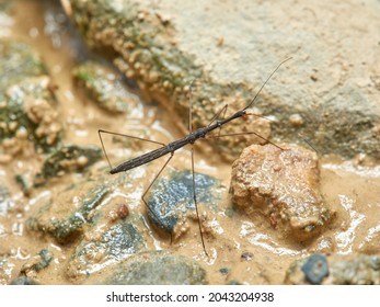 Aquatic Stick Insect. Hydrometra Stagnorum.