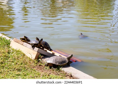 
				aquatic turtles on the shore of a lake
