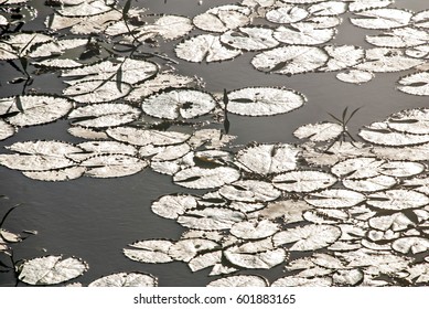 Aquatic Vegetation, Photographed In Conceiçãca Da Barra, Espi­rito Santo - Brazil. Atlantic Forest Biome.