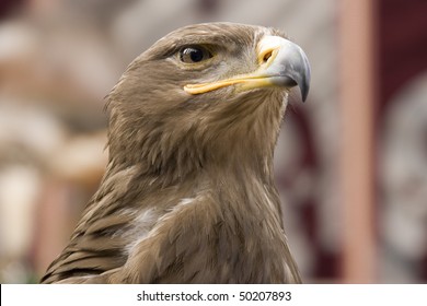 Aquila Heliaca