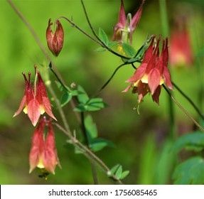 Aquilegia canadensis, the Canadian or Canada columbine, eastern red , or wild columbine, is a species of flowering plant in the buttercup family Ranunculaceae.
