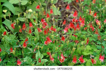 Aquilegia canadensis, Canadian or Canada columbine, eastern red columbine, or wild columbine, species of flowering plant in buttercup family Ranunculaceae