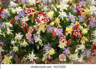 Aquilegia, Chelsea Flower Show