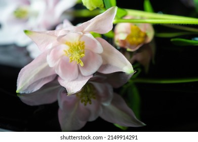 Aquilegia common names: grandmother's hood, catchment areas that are in meadows, woodlands, ana of great heights throughout the northern hemisphere, known for the spurs of their flower petals