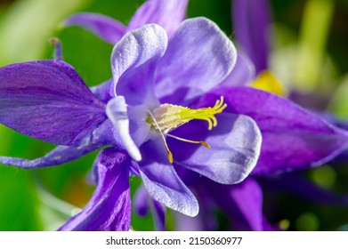 Aquilegia common names: grandmother's hood, catchment areas that are in meadows, woodlands, ana of great heights throughout the northern hemisphere, known for the spurs of their flower petals