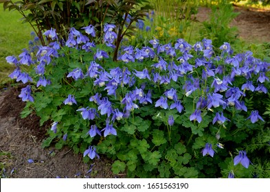 Aquilegia flabellata, common name fan columbine or dwarf columbine, is a species of flowering perennial plant in the genus Aquilegia (columbine), of the family Ranunculaceae.