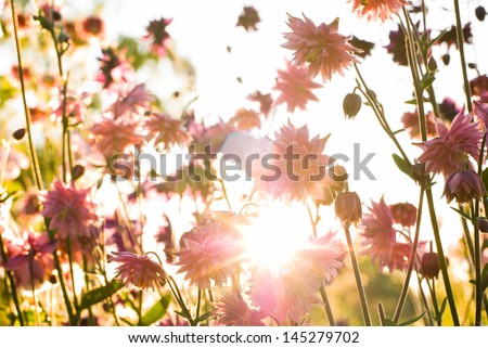 Aquilegia 'Nora Barlow' (Clematis Flowered or Rose Columbine) in sunshine
