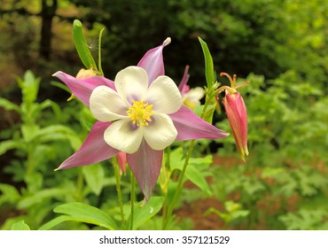 Royalty Free Origami Columbine Flowers Stock Images Photos