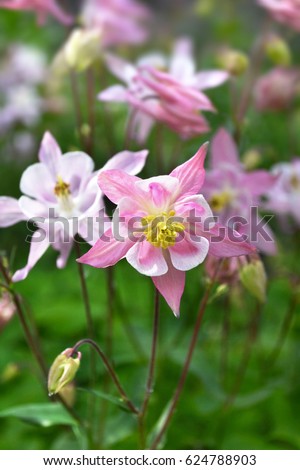 Aquilegia Origami Rose White Pink Columbine Stock Image