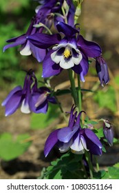 

Aquilegia Spring Magic Navy And White