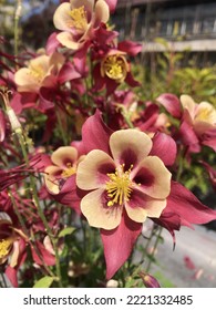 aquilegia vul flower garden plant - Shutterstock ID 2221332485