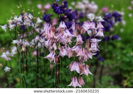 Aquilegia Vulgaris, European columbine flowers in garden.