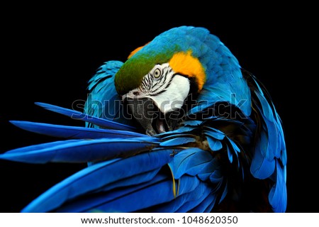 Ara ararauna. Blue and gold macaw.
