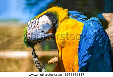 Ara ararauna. Blue-yellow macaw parrot portrait