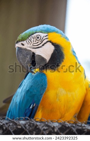 Ara ararauna Brazilian Blue-and-yellow Macaw