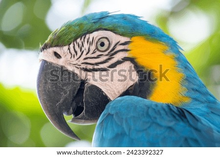 Ara ararauna Brazilian Blue-and-yellow Macaw