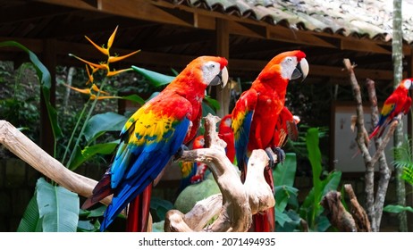 Ara Macao Bird At Macaw Mountain, Ruinas De Copán, Honduras