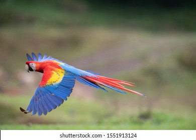 Red Blue Macaw Parrot Flying Dark Stock Photo (Edit Now) 1371979124