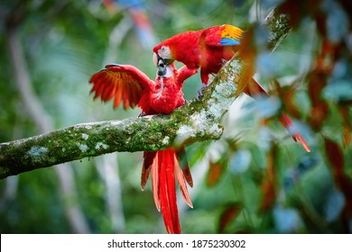 Ara Macao, Scarlet Macaw,  Vertical Photo Of Two Red, Colorful, Big Amazonian Parrots. Adult Feeding Chick. Parrots In Its Natural Tropical Forest Environment. Wild Animal, Costa Rica, Central America