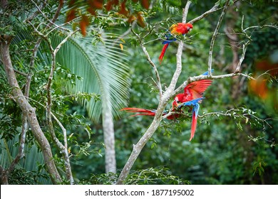 Ara Macao, Scarlet Macaw,  Vertical Photo Of Two Red, Colorful, Big Amazonian Parrots. Adult Feeding Chick. Parrots In Its Natural Tropical Forest Environment. Wild Animal, Costa Rica, Central America