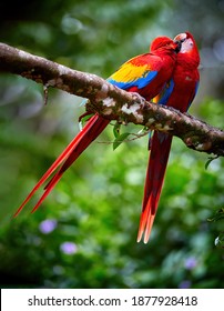 Ara Macao, Scarlet Macaw,  Vertical Photo Of Two Red, Colorful, Big Amazonian Parrots. Pair Of Coupling Ara Macao, Showing Affection. Wild Animal, Costa Rica, Central America.