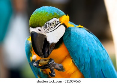 Ara Parrot Is Eating A Nut