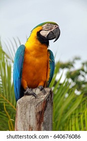 Ara Parrot, Orinoco Delta, Venezuela 