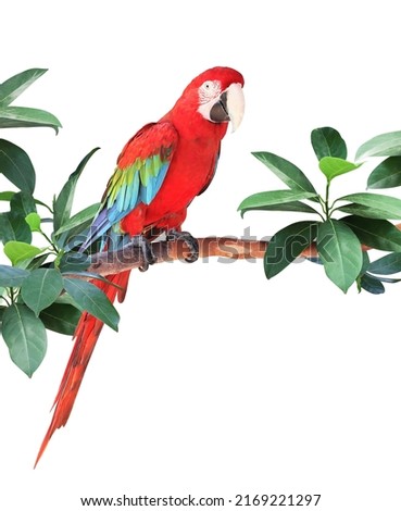 Ara parrot (Scarlet Macaw) sits on a branch among tropical leaves.  Exotical border with plants of jungle and Ara macao. Isolated on white background