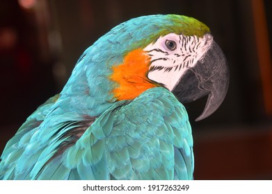 Ara parrot sits on a branch. Close up of multicolored macaw parrots