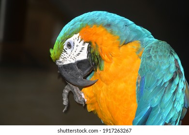 Ara parrot sits on a branch. Close up of multicolored macaw parrots